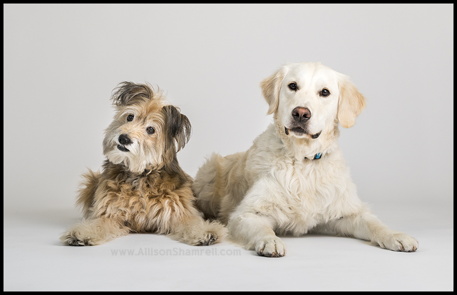 dog siblings