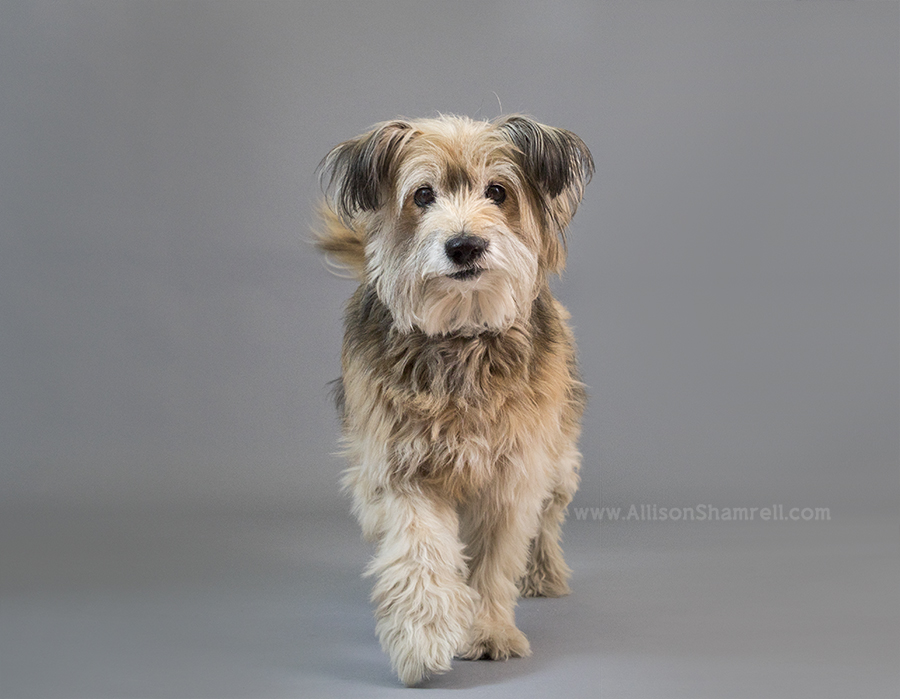 mixed breed dog