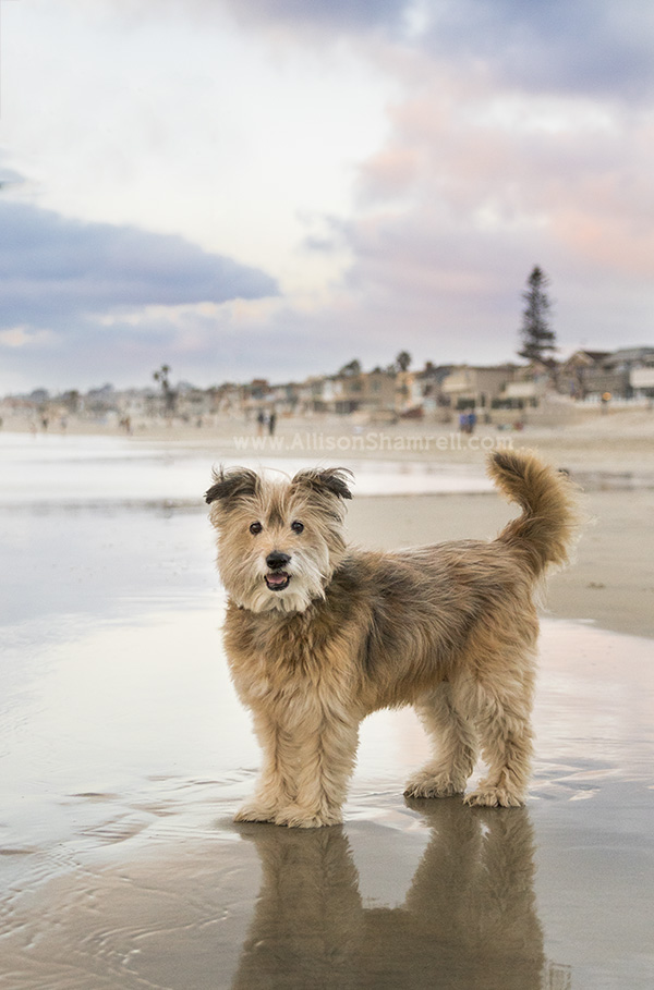 dog sibling on the beach