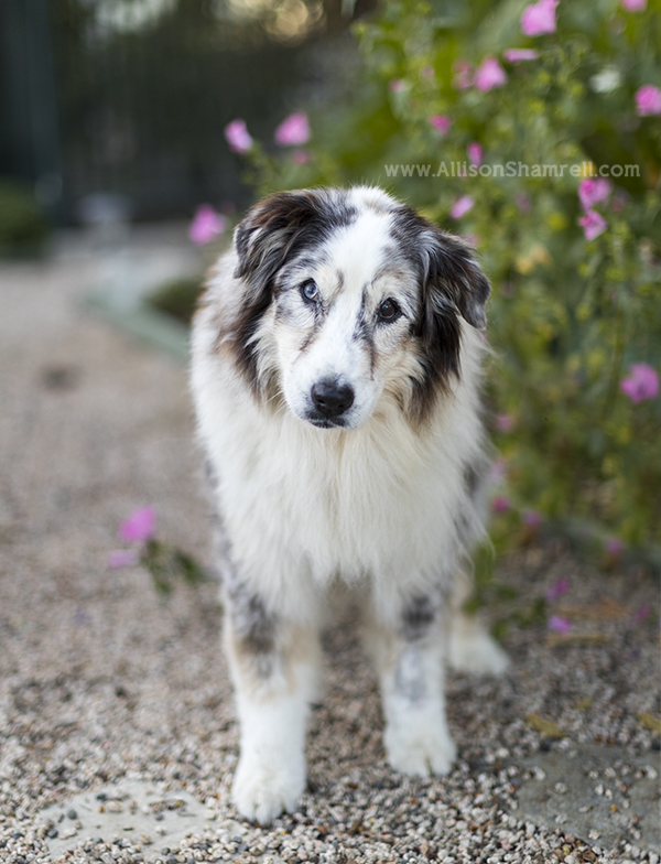 Aussie dog photo