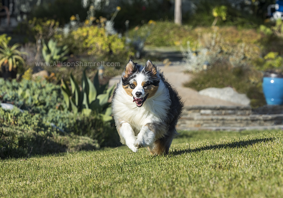 Aussie running photo