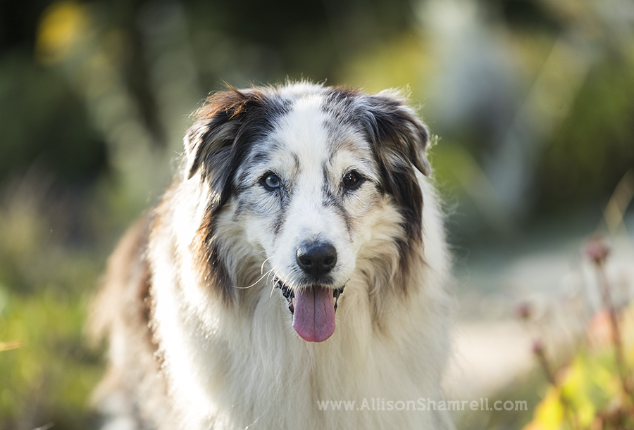 Aussies close up