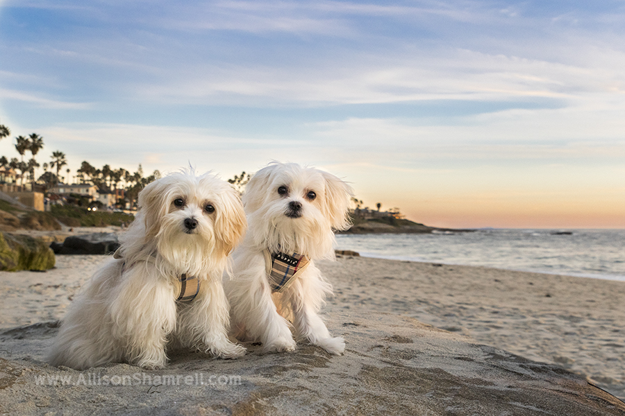 maltese puppies