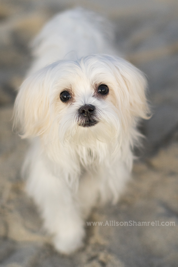 maltese puppy