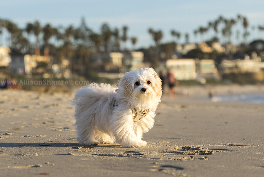 maltese puppy on beach