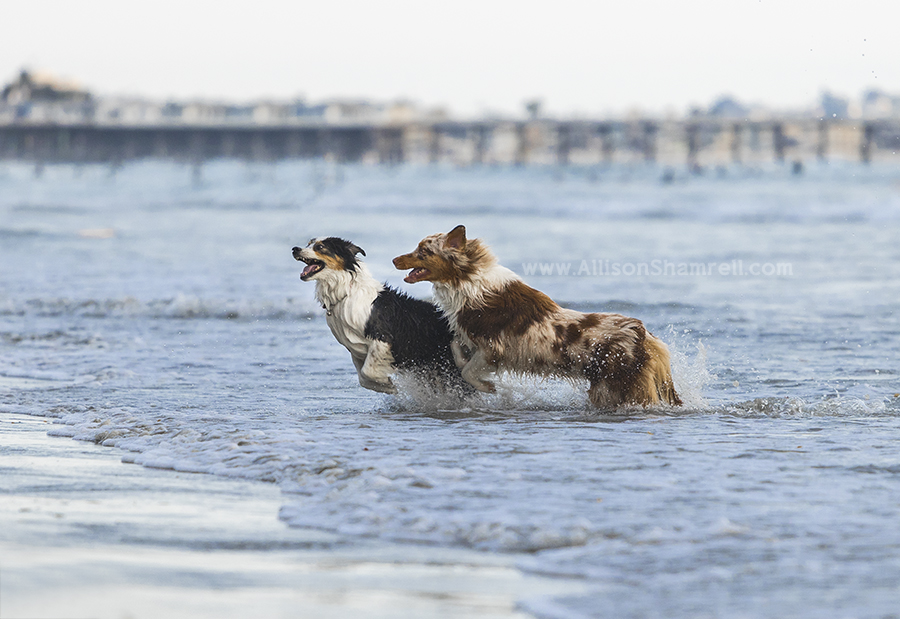 aussies at the beach
