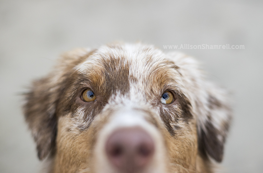 aussie close up photo