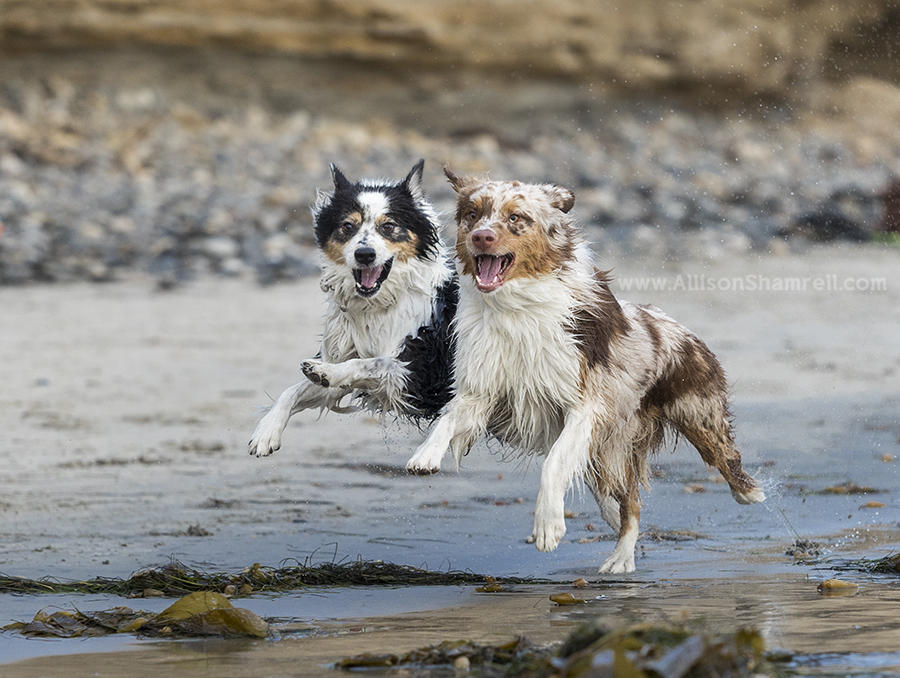 aussies running