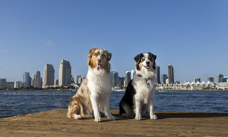 aussies in san diego