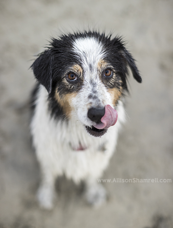 aussie tongue