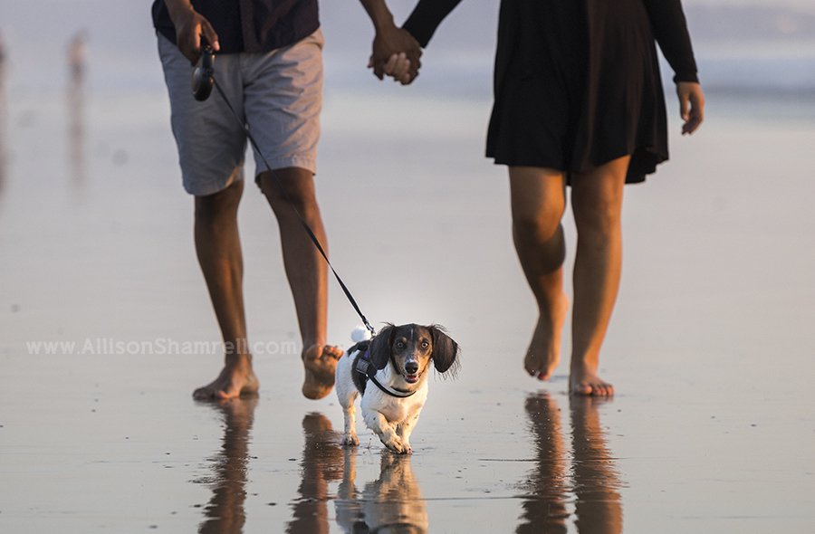 dachshund beach photo