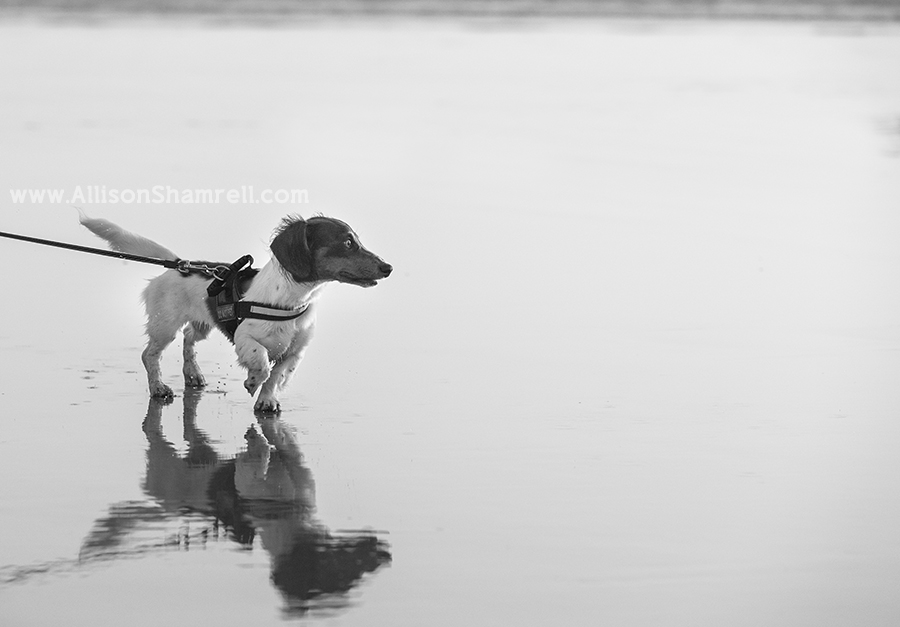 dachshund in black and white