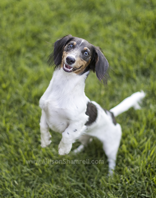 dachshund dog