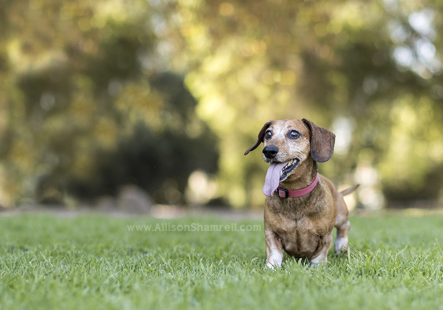 dachshund in the park