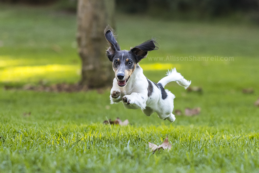 dachshund running