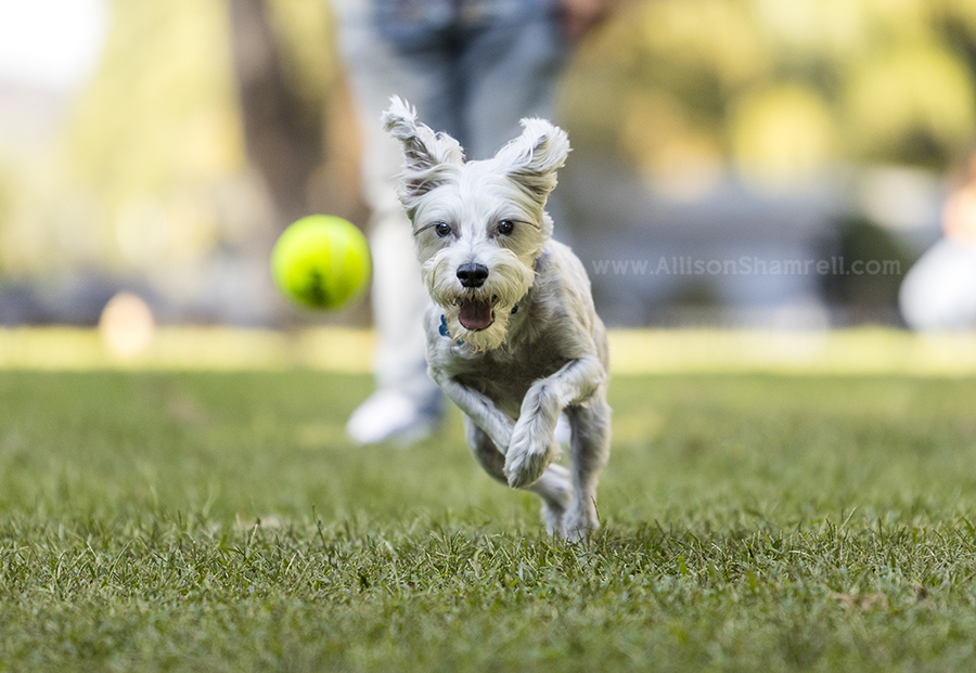 schnauzer chasing ball
