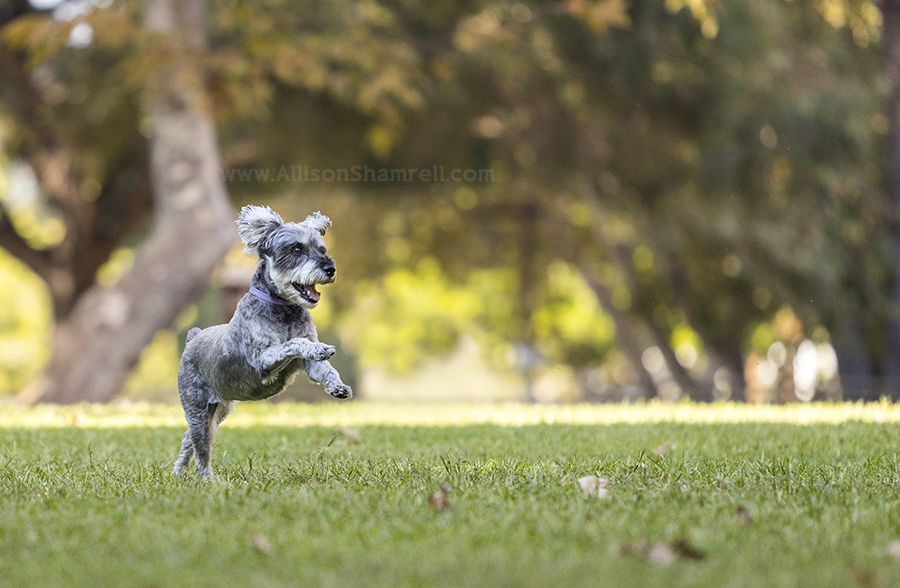 schnauzer running
