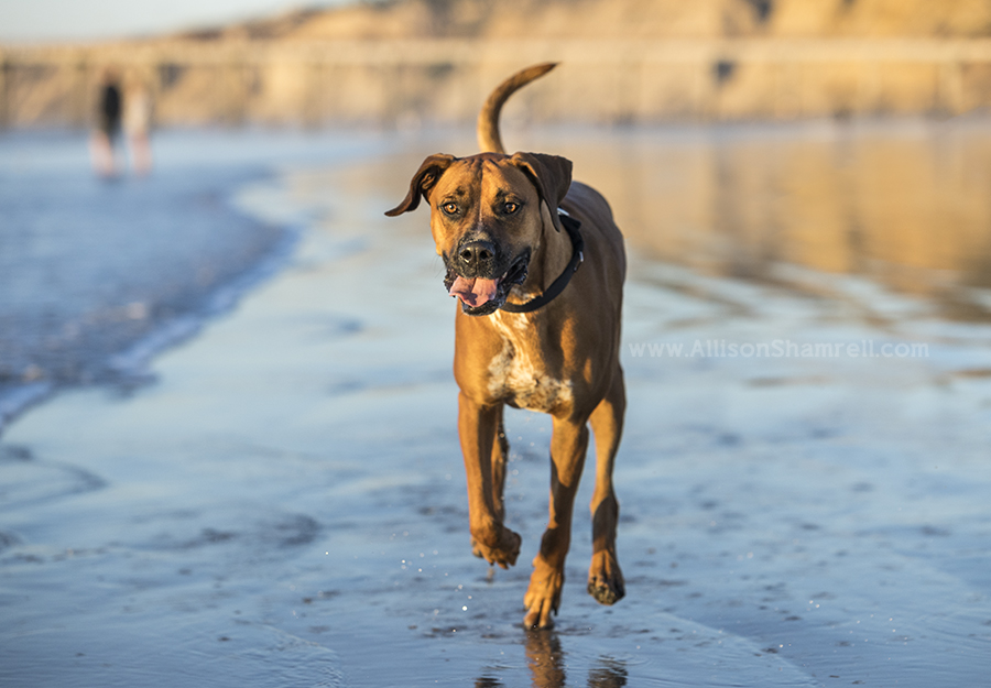 dog at the beach
