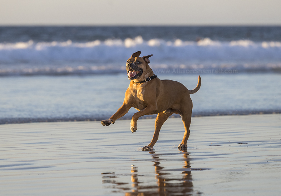 dog running on beach