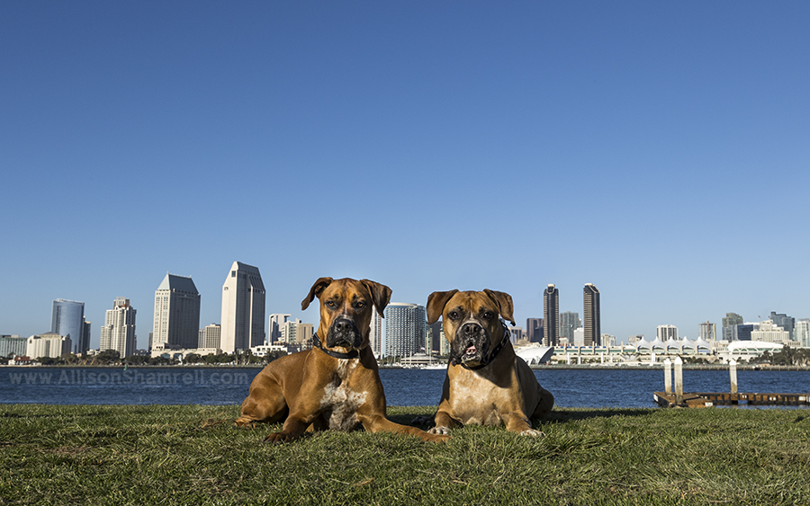 dogs with san diego skyline
