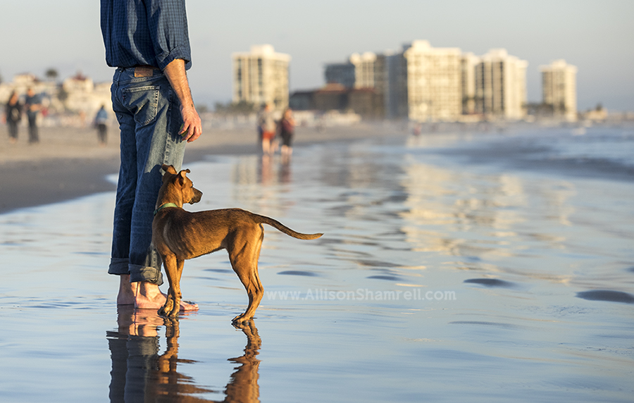 puppy at the beach