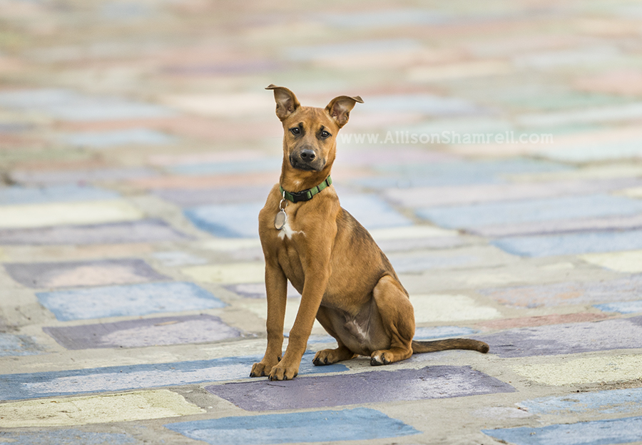 puppy with color