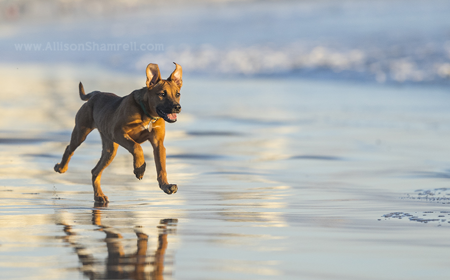 puppy running