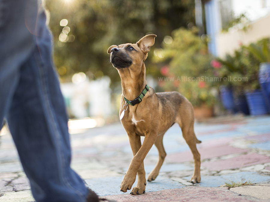 puppy walking