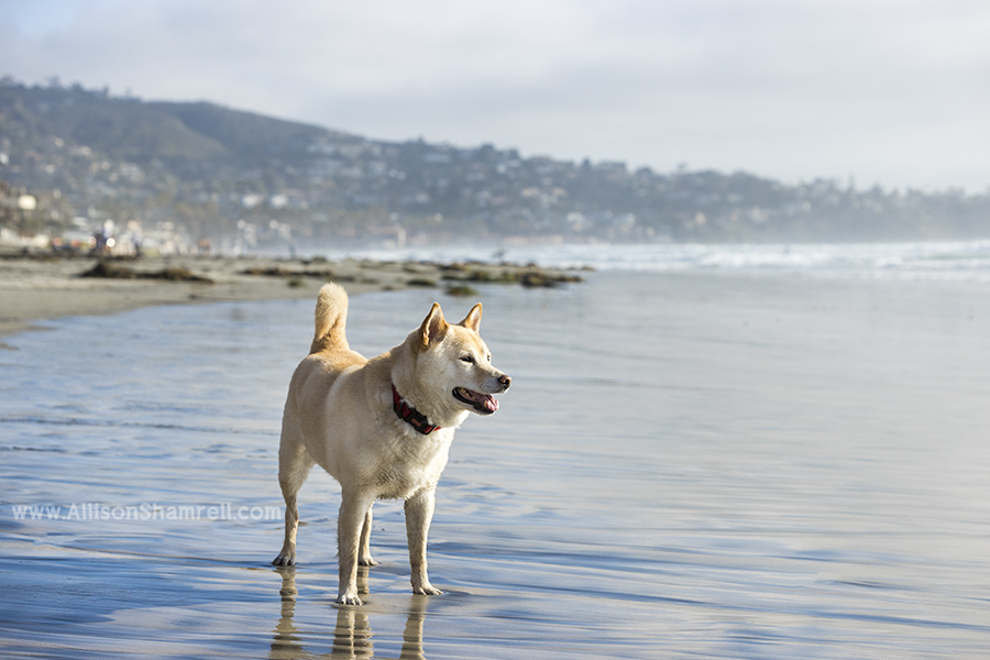 shiba inu at beach