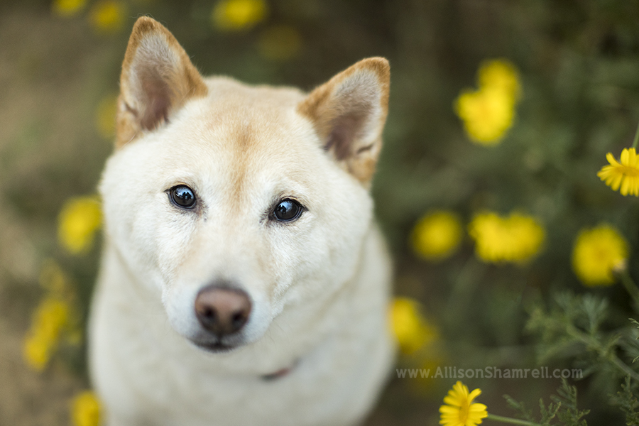 shiba inu with flowers