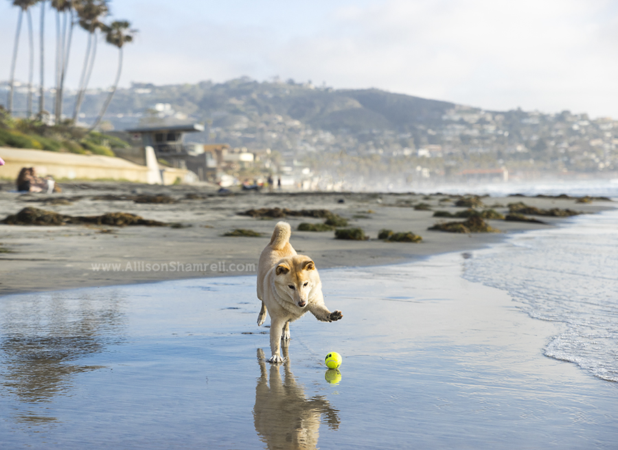 shiba inu playing on beach