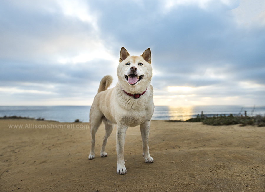 shiba inu with dramatic sky