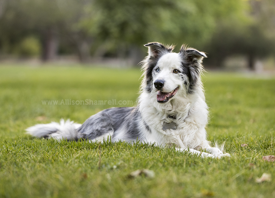 border collie dog