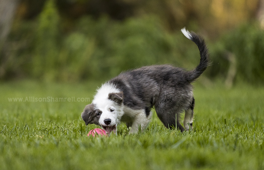 border collie with ball