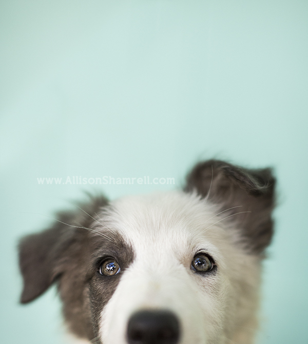 border collie puppy peeking