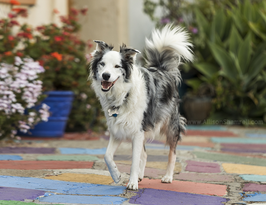 border collie dog walking