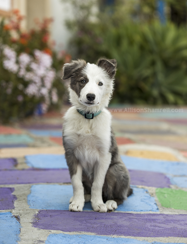 border collie puppy sitting