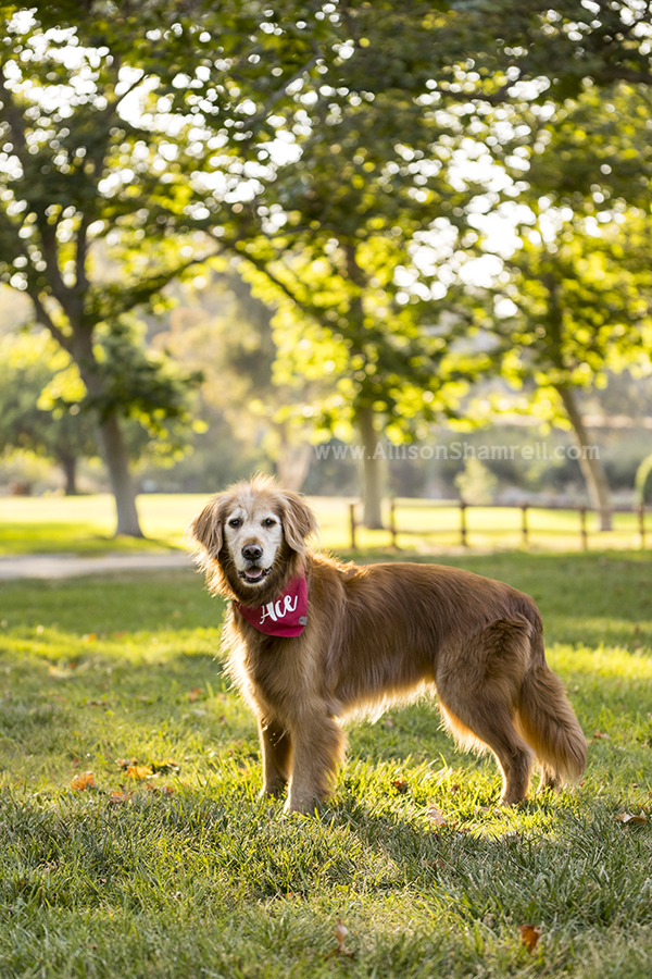 golden retriever