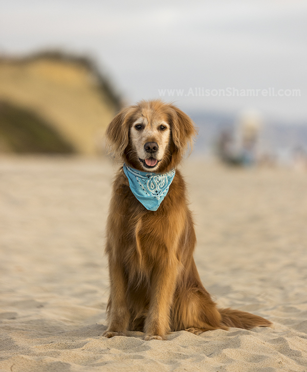 golden retriever at the beach