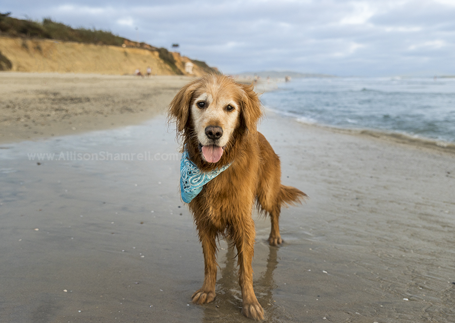 golden retriever in del mar