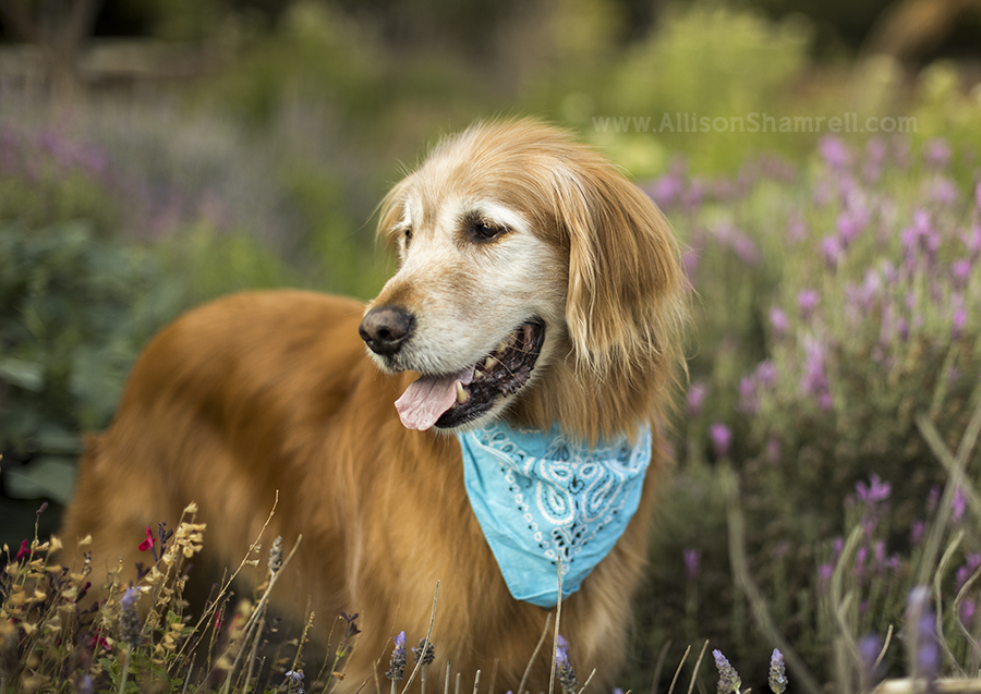 golden retriever dog